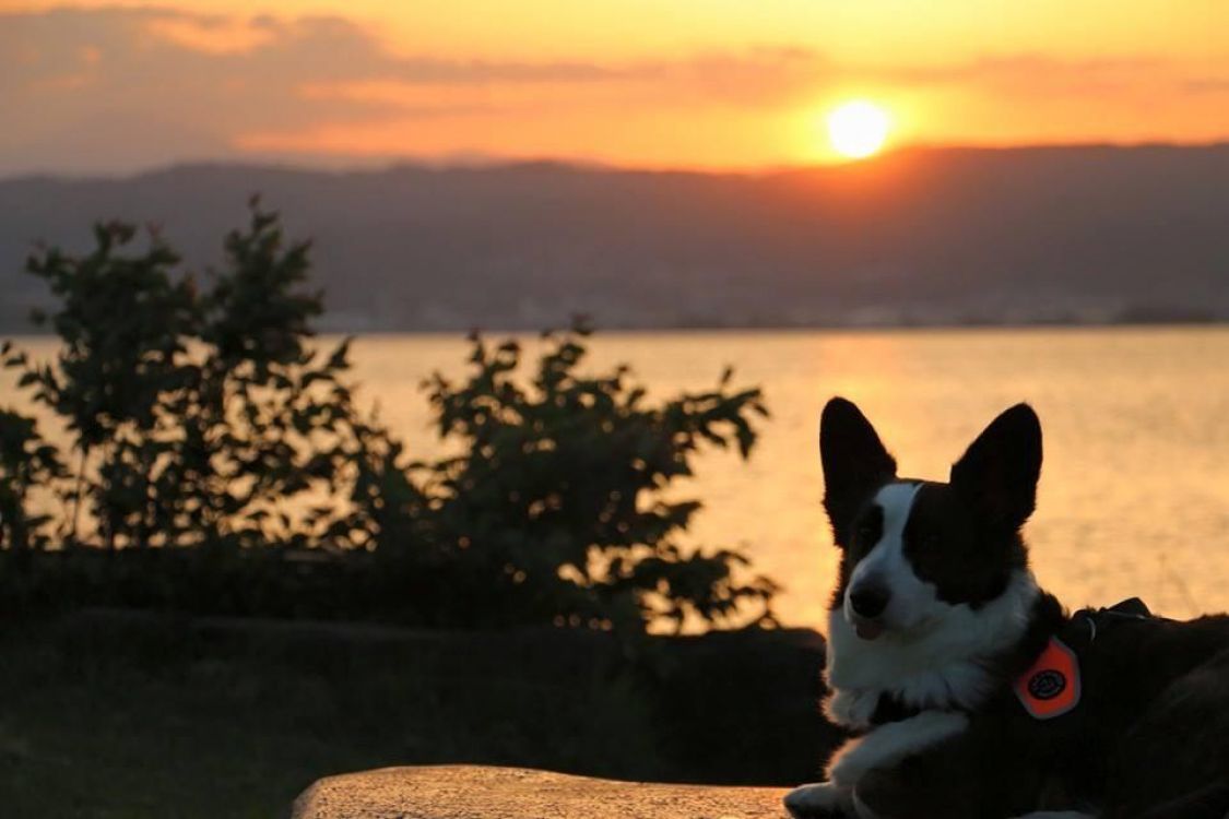 大好きな夕方［読者投稿記事］