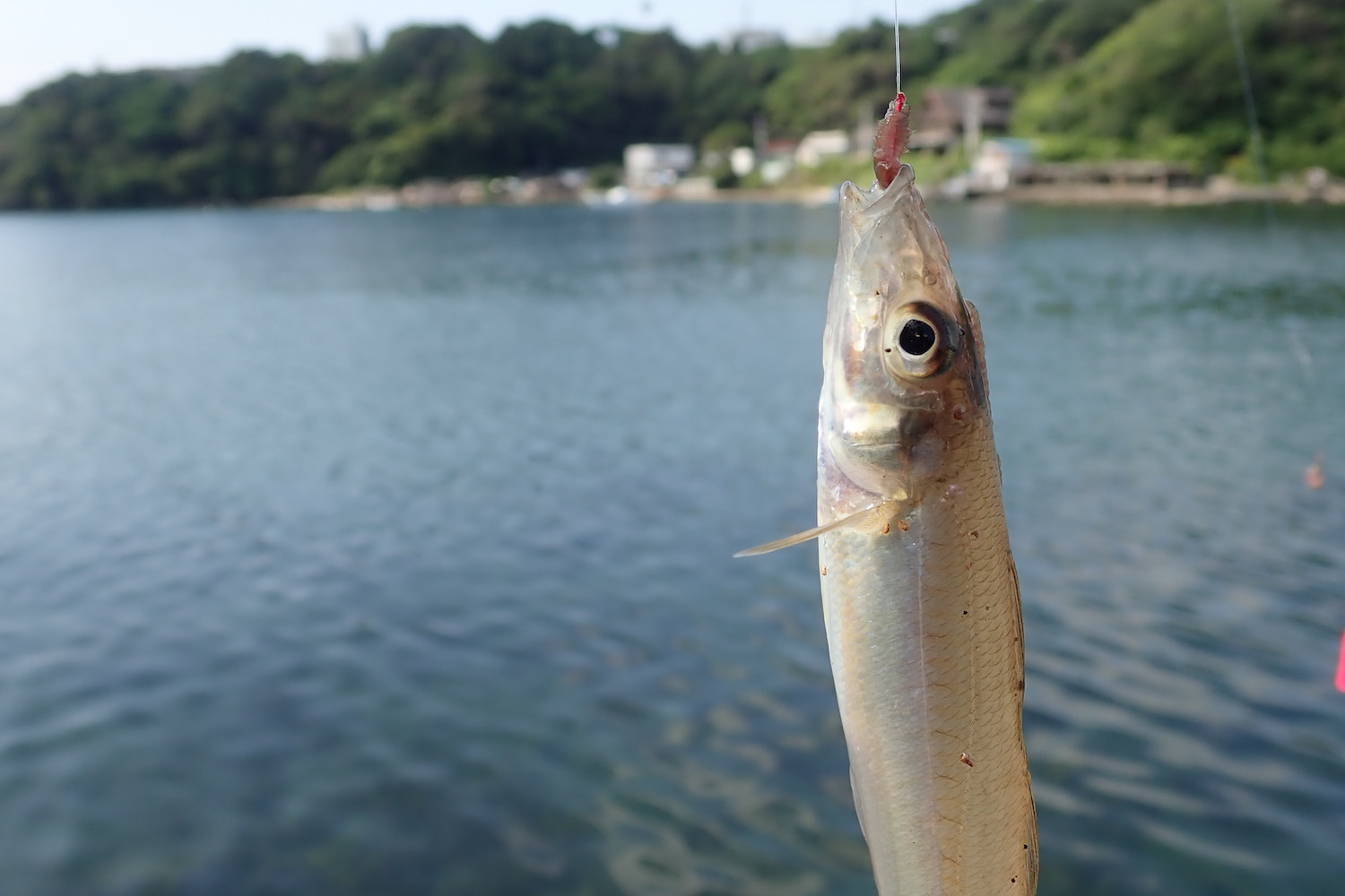 夏を告げる海の女王 シロギス を釣って食す 海 川 カヌー 釣り Be Pal キャンプ アウトドア 自然派生活の情報源ビーパル