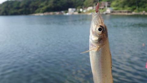 夏を告げる海の女王「シロギス」を釣って食す