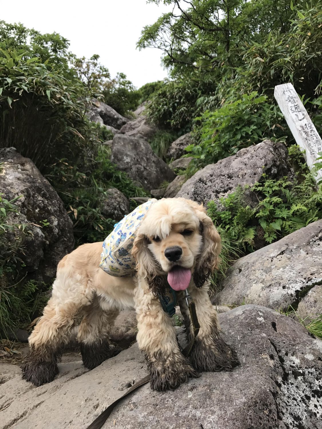 わが家のアウトドア犬を紹介します！［読者投稿記事］
