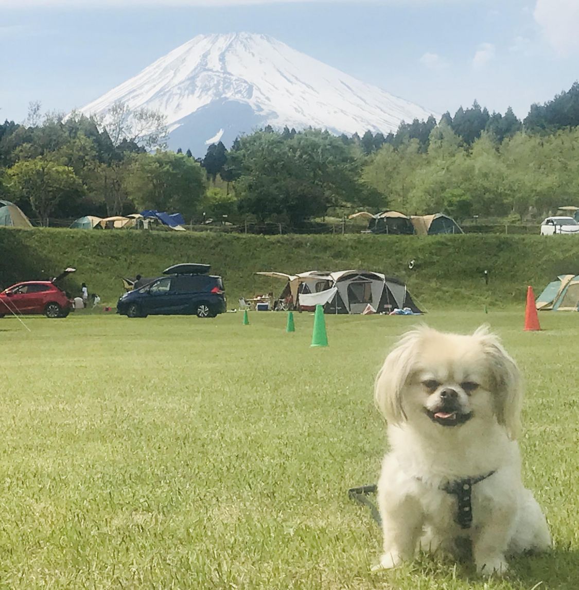 はじめてのキャンプ?［読者投稿記事］