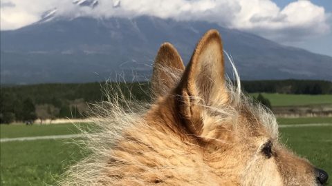 富士山の風に吹かれて［読者投稿記事］