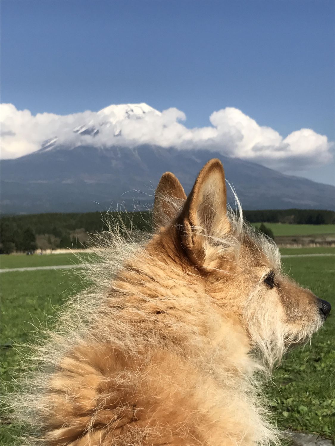 富士山の風に吹かれて［読者投稿記事］