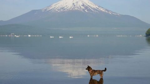 旅犬の甲斐犬IN山中湖［読者投稿記事］