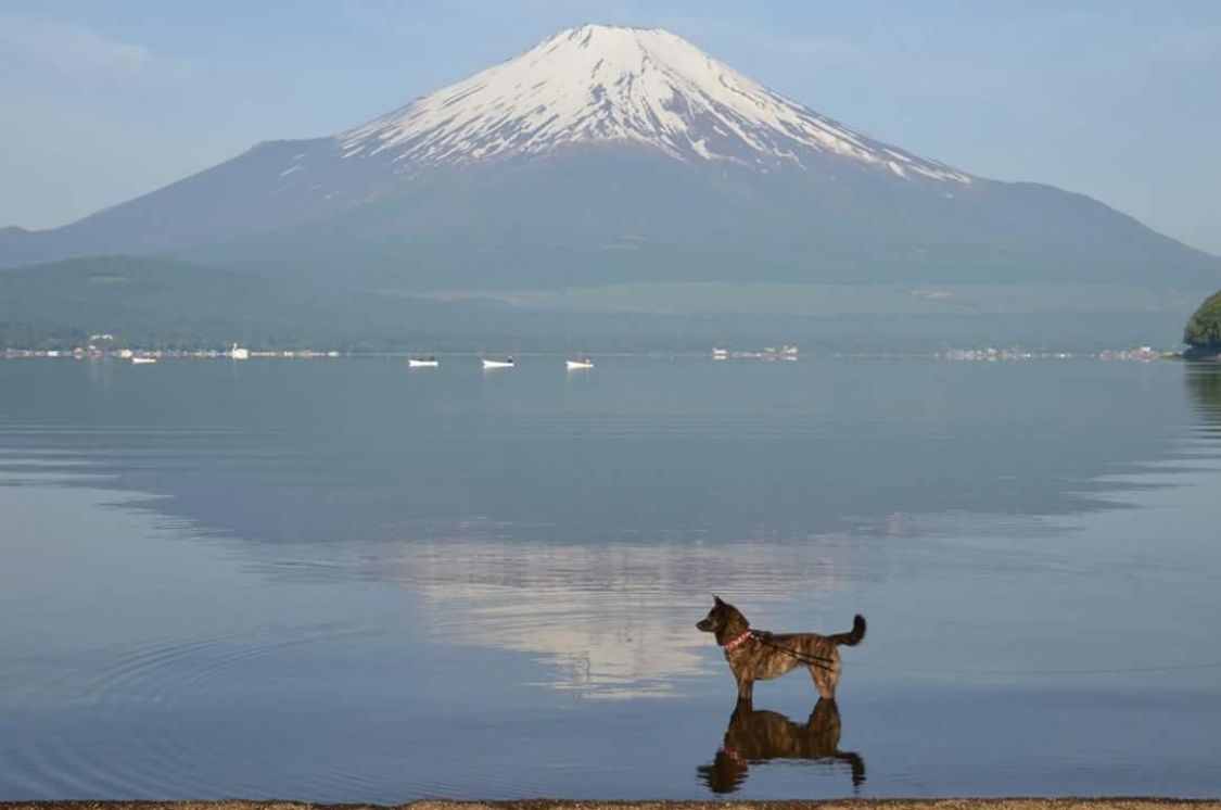 旅犬の甲斐犬IN山中湖［読者投稿記事］