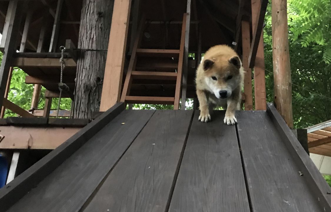 すべり台犬［読者投稿記事］