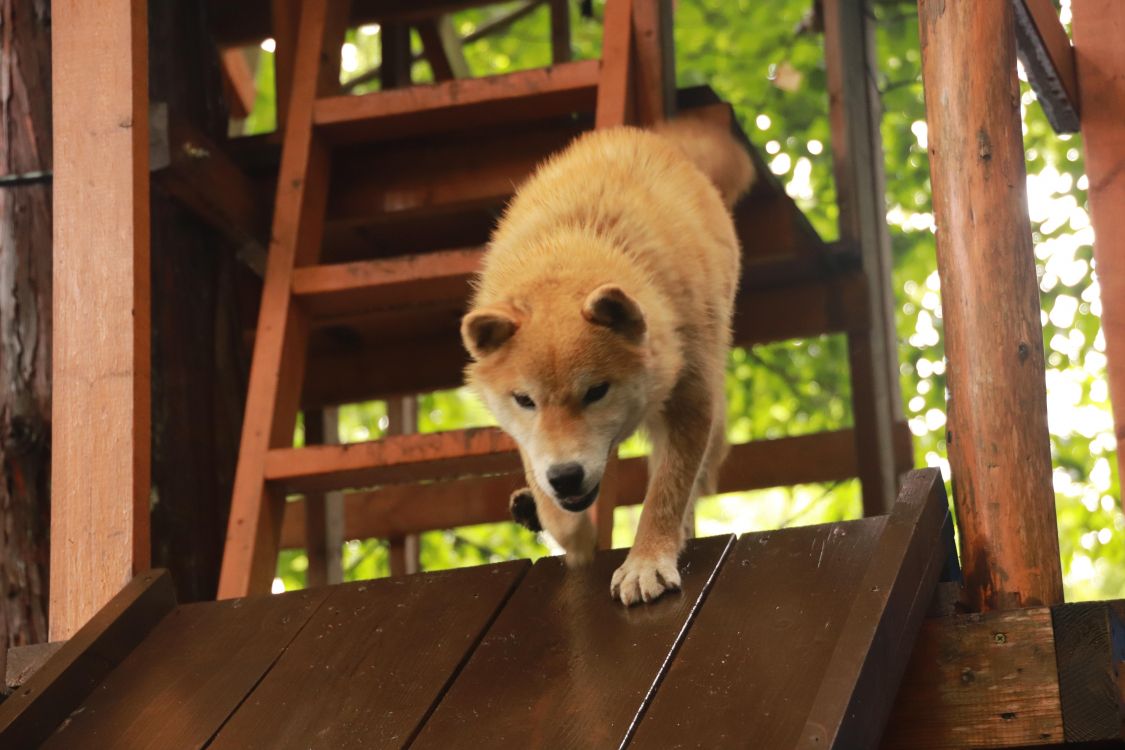 すべり台犬 大得意♪［読者投稿記事］