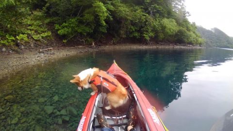 コーギーと水上散歩(リベンジ編)［読者投稿記事］