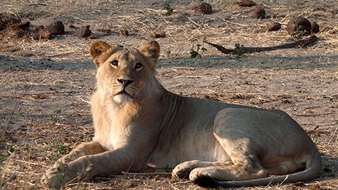 「カバの川流れを待ってプチ移住」アフリカを軽キャンパーで旅する！ ボツワナ編 vol2