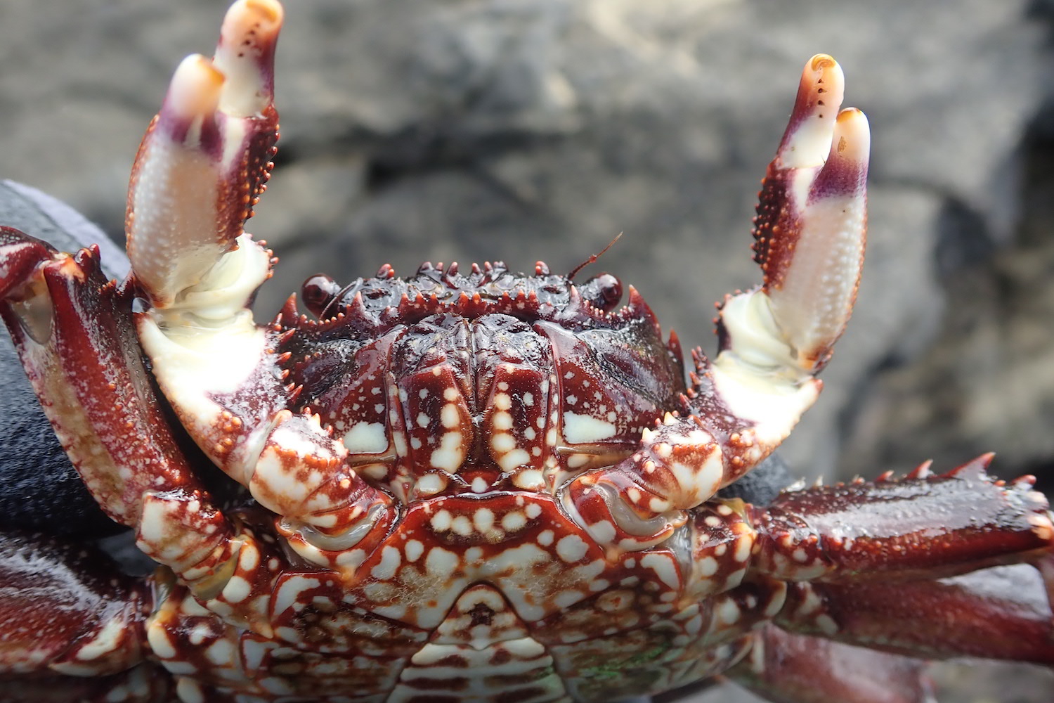 岩場に潜む赤い忍者 ショウジンガニ を採って食す 海 川 カヌー 釣り Be Pal キャンプ アウトドア 自然派生活の情報源ビーパル