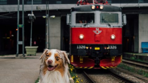 夜行列車で北極圏へ！ わんちゃんと一緒でもOK！