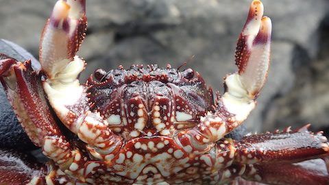 岩場に潜む赤い忍者「ショウジンガニ」を採って食す