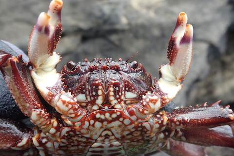岩場に潜む赤い忍者「ショウジンガニ」を採って食す | 海・川・カヌー 