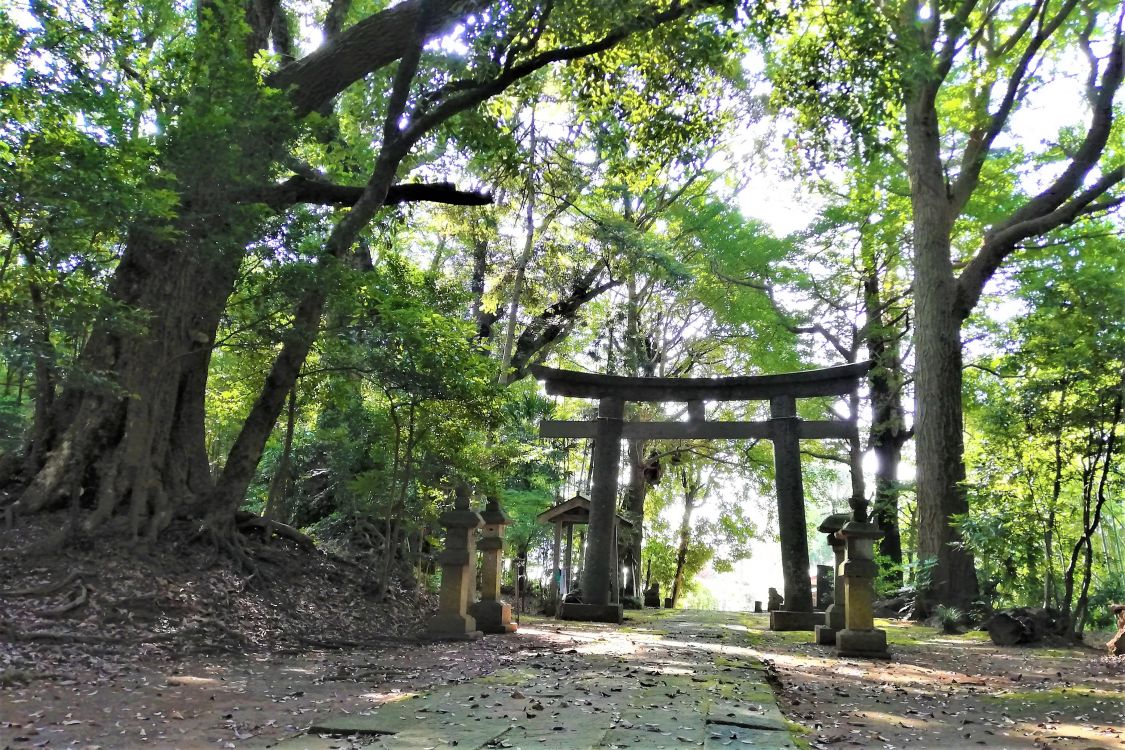日本の原風景～息子との散歩道～［読者投稿記事］