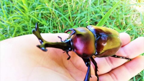 夏はカブトムシ［読者投稿記事］