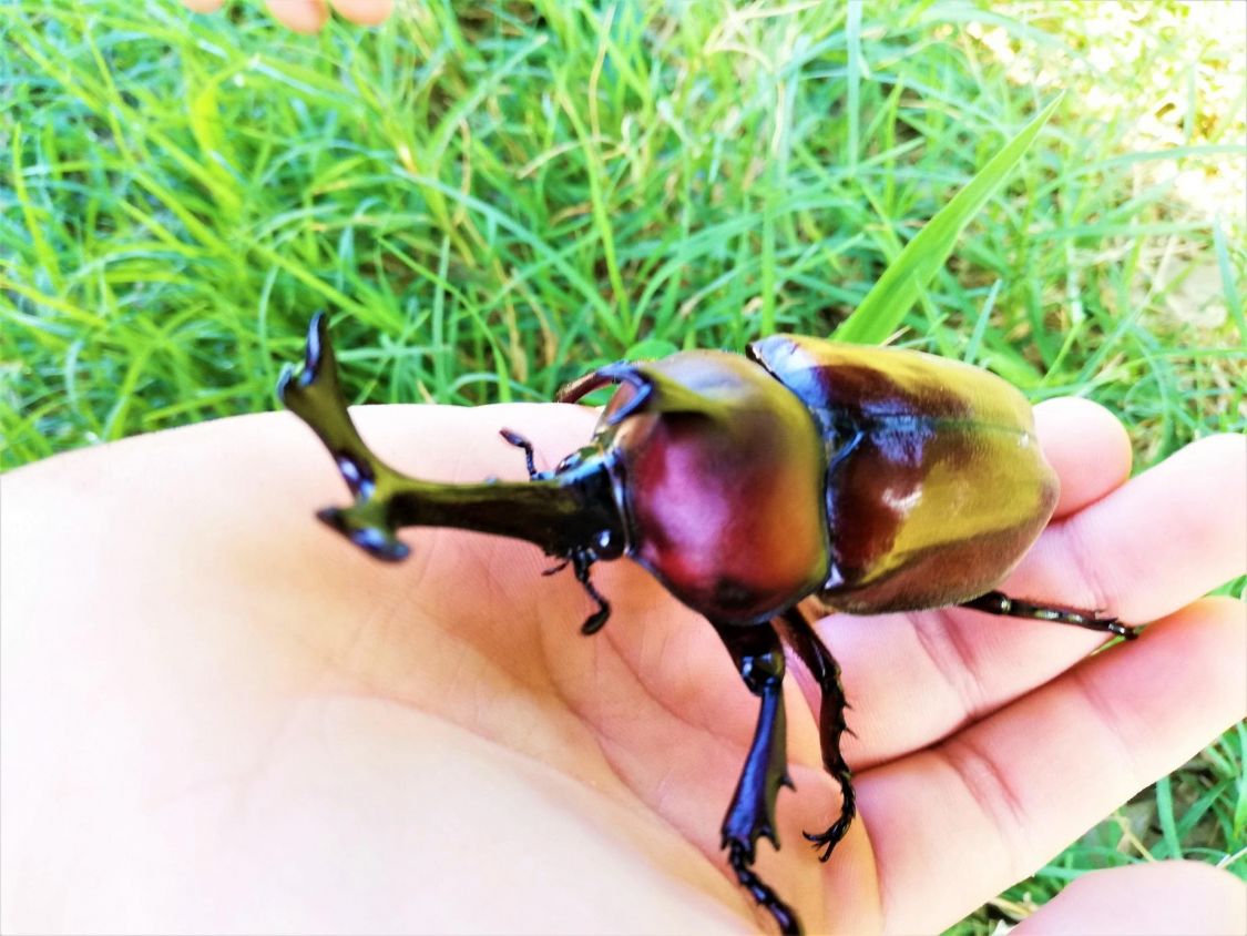夏はカブトムシ［読者投稿記事］