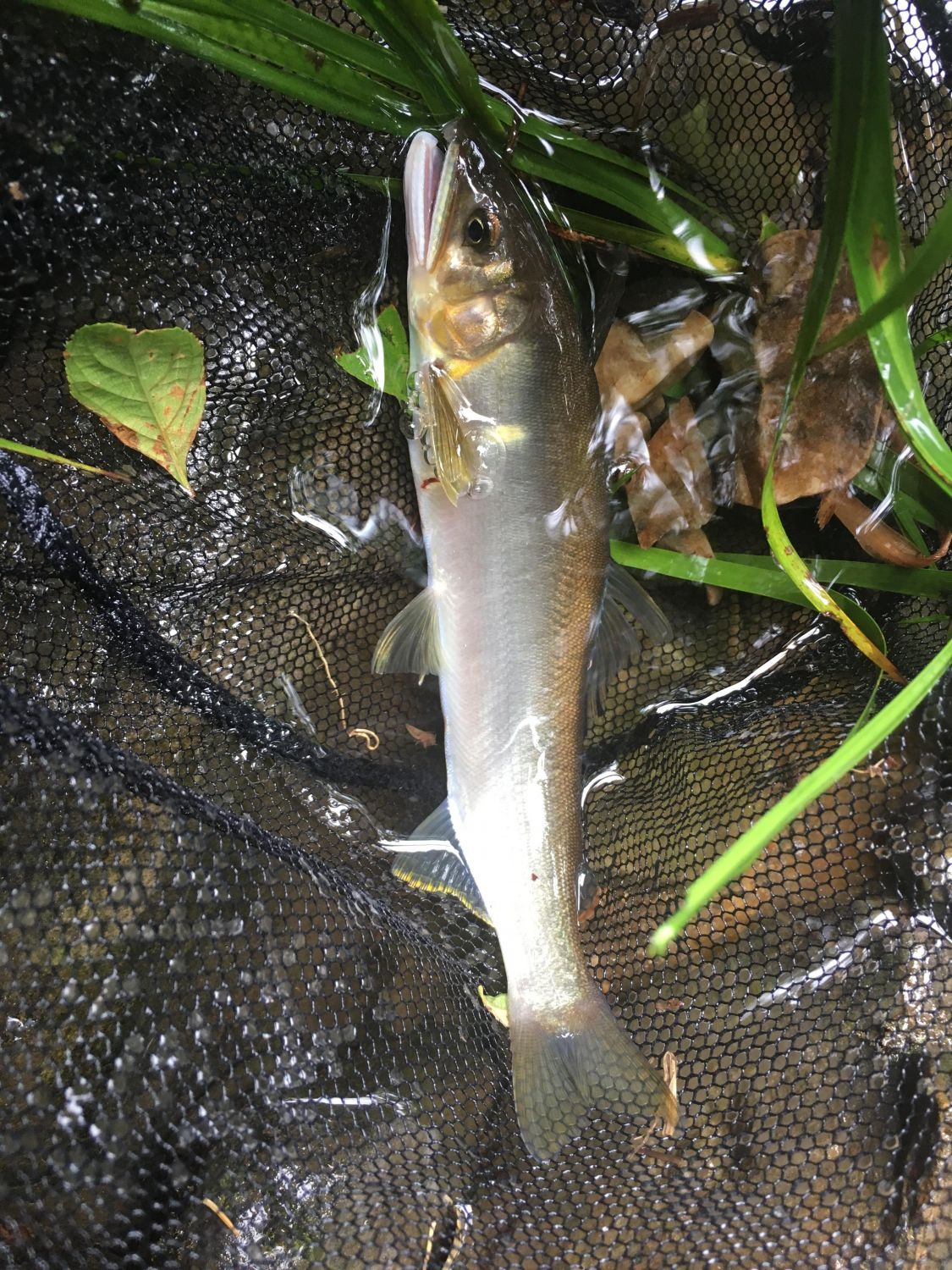 アユ釣り［読者投稿記事］