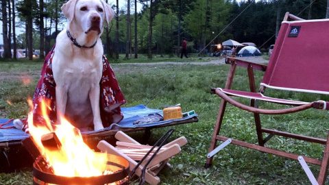 マル秘車中泊アイデア＆わが家のアウトドア犬コンテスト結果発表！