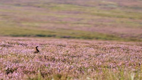 英ロングトレイル「COAST TO COAST」雷鳥ハンティングに遭遇