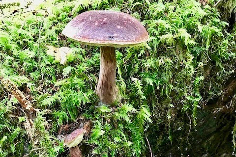 mushroom