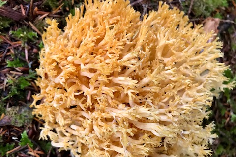 コーラルマッシュルーム