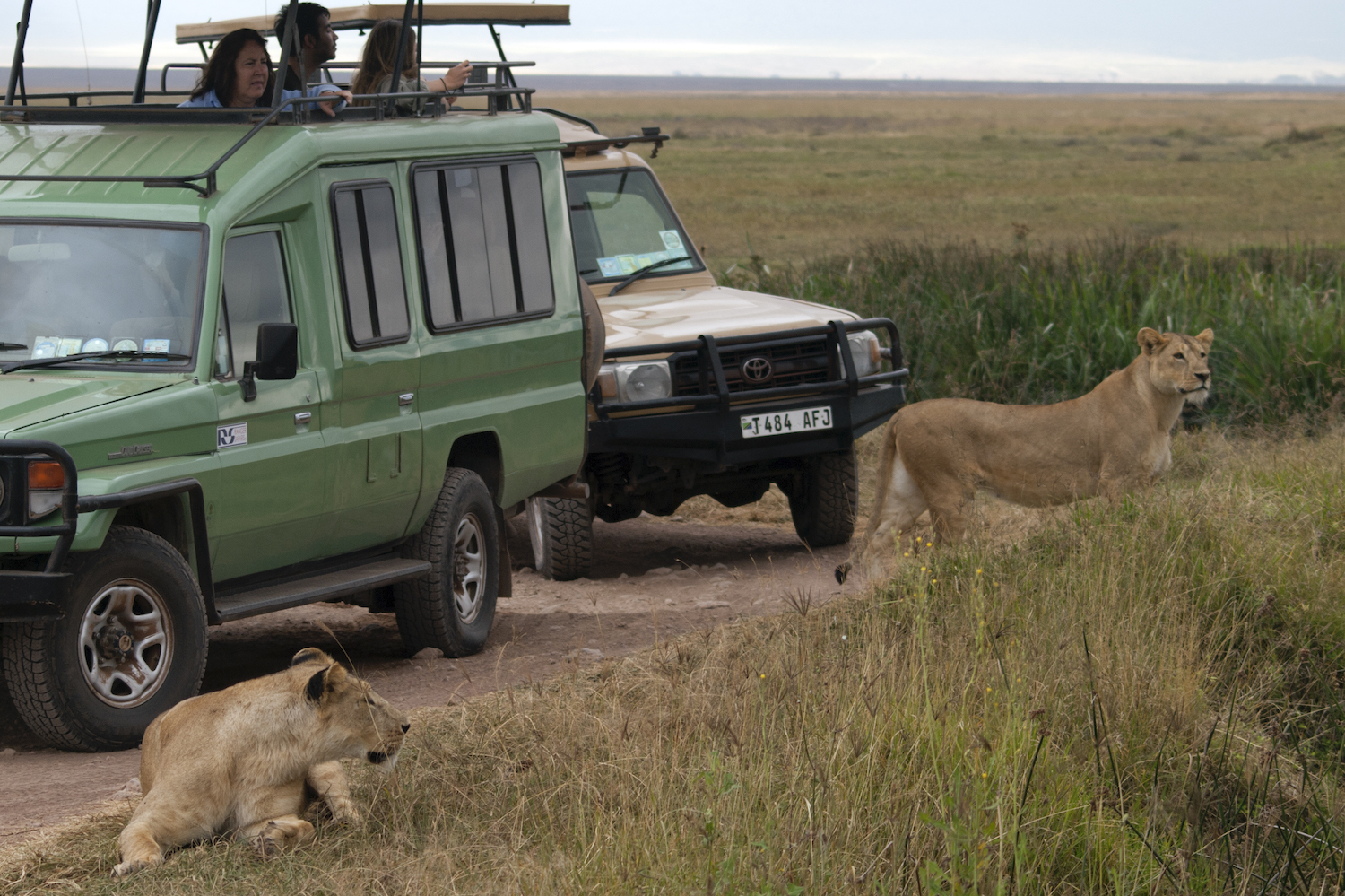 犬のように寄ってくるライオン アフリカを軽キャンパーで旅する タンザニア編３ クルマの旅 ドライブ Be Pal キャンプ アウトドア 自然派生活の情報源ビーパル
