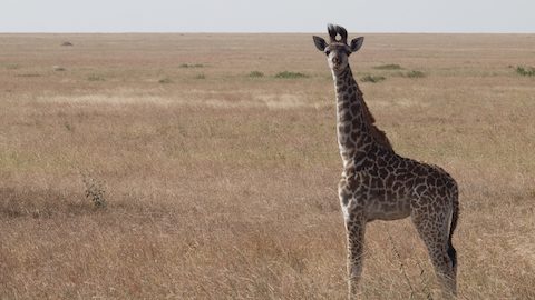 野生動物盛りだくさんのサファリツアー！アフリカを軽キャンパーで旅する！タンザニア編２