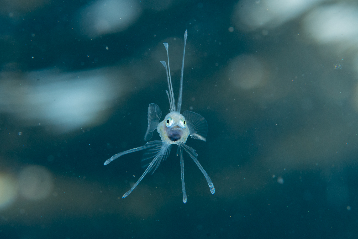 駿河湾で起きた不思議な現象 深海に住む生き物がいっぱい Be Pal