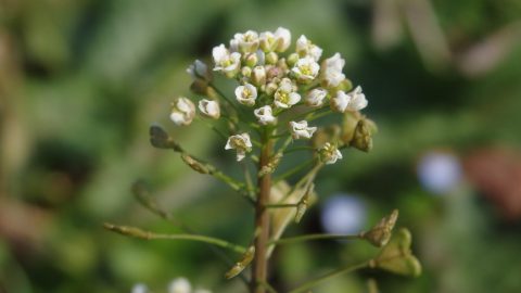 「ペンペン草（ナズナ）」って食べられるって知ってた？アウトドア料理レシピを紹介！