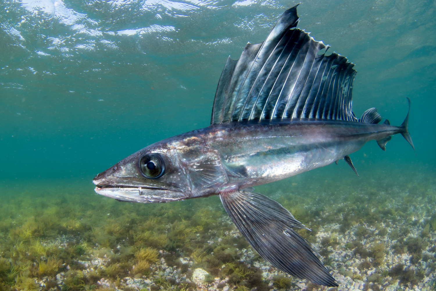 駿河湾で起きた不思議な現象 深海に住む生き物がいっぱい 海 川 カヌー 釣り Be Pal キャンプ アウトドア 自然派生活の情報源ビーパル