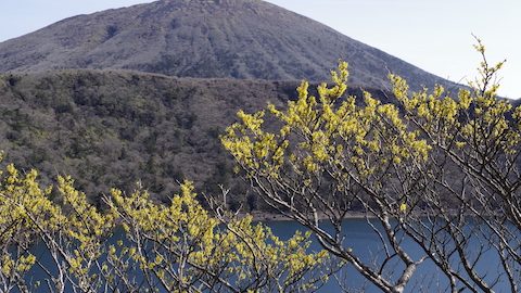 春を告げるマンサクを楽しみながら登る、鹿児島県・韓国岳の日帰りハイキング