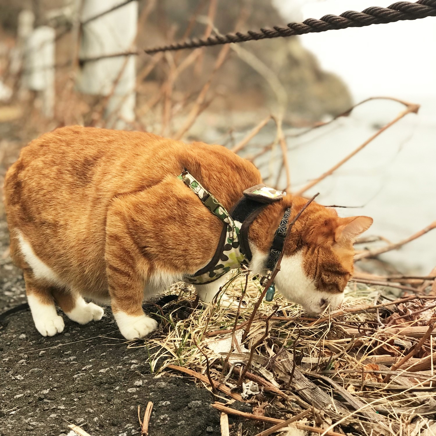 愛猫と一緒にアウトドアへ 出かけるときに気を付けること Be Pal