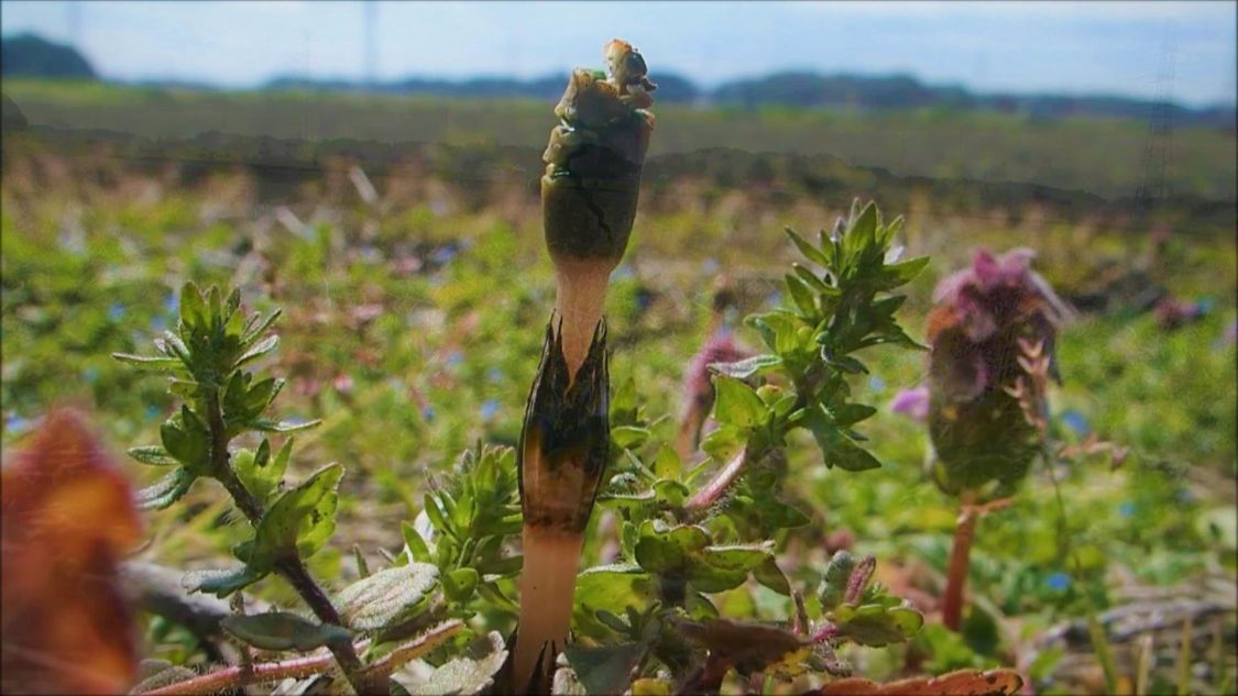 春の訪れ「つくし（土筆）」～これも食べられる野草～［読者投稿記事］
