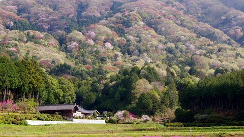 お花見するなら、野山に咲くサクラを見に「お花見ハイキング」に出かけよう