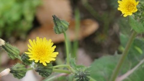 春は野草でデトックス！「野芥子（ノゲシ）」の美味しいレシピ