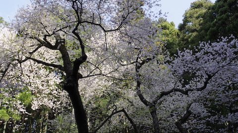 春といえば桜！見事な一本桜を楽しむ、福智山（福岡県）の中腹ハイキング