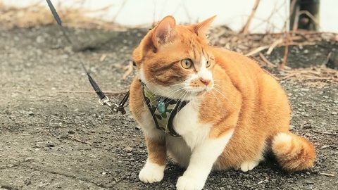 猫とアウトドアに出かける魅力とは？