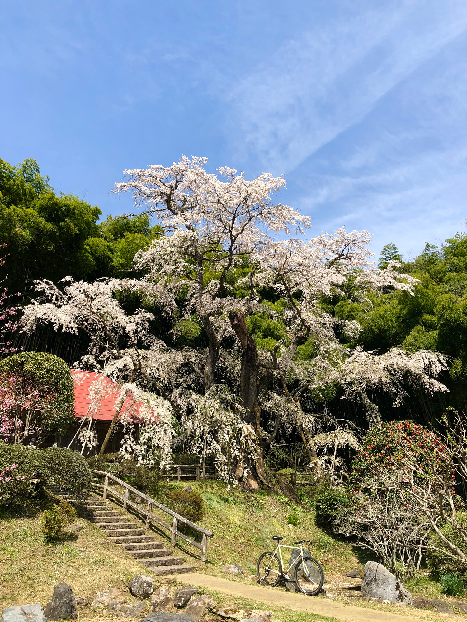 雪村桜