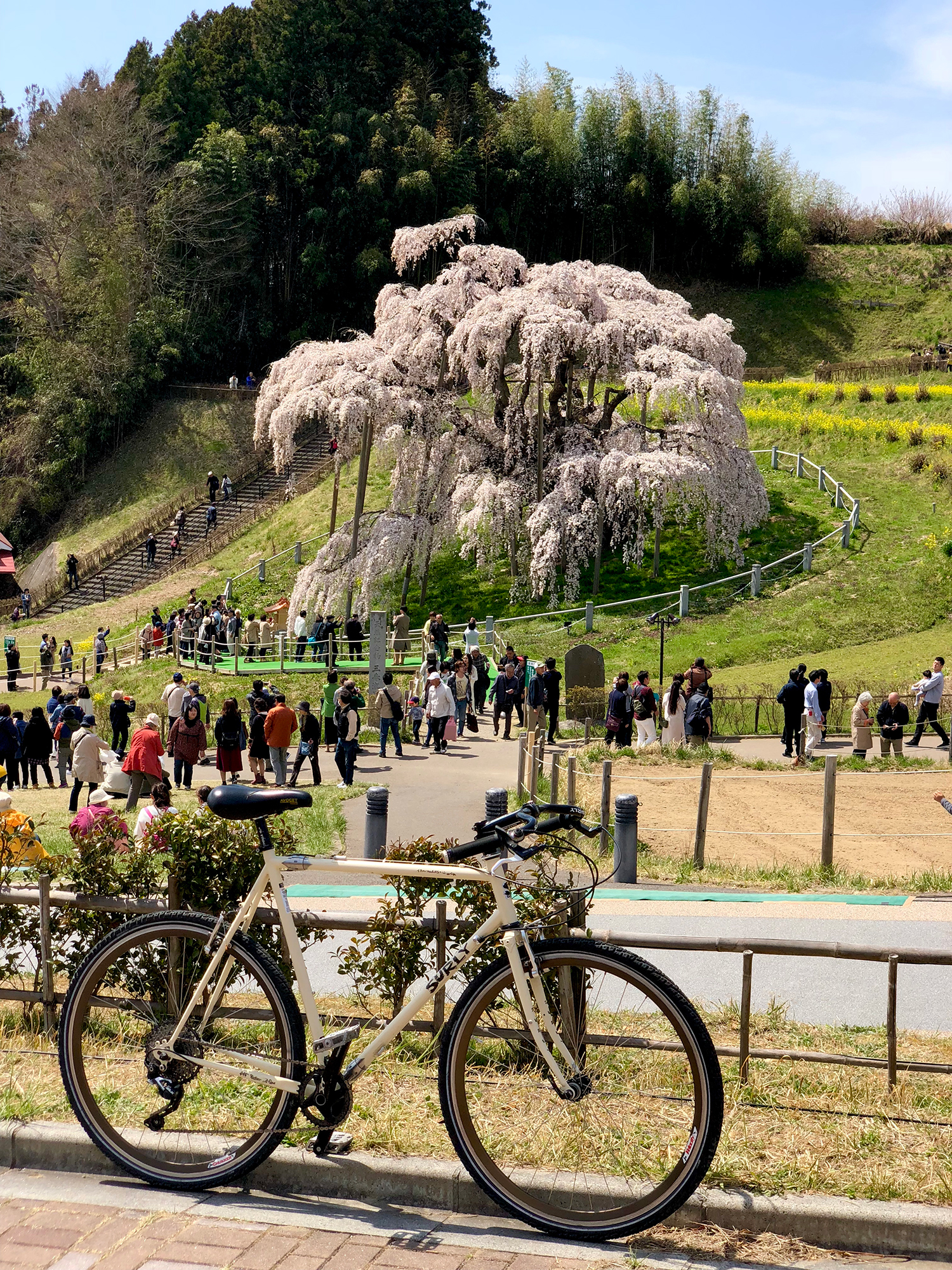 三春滝桜