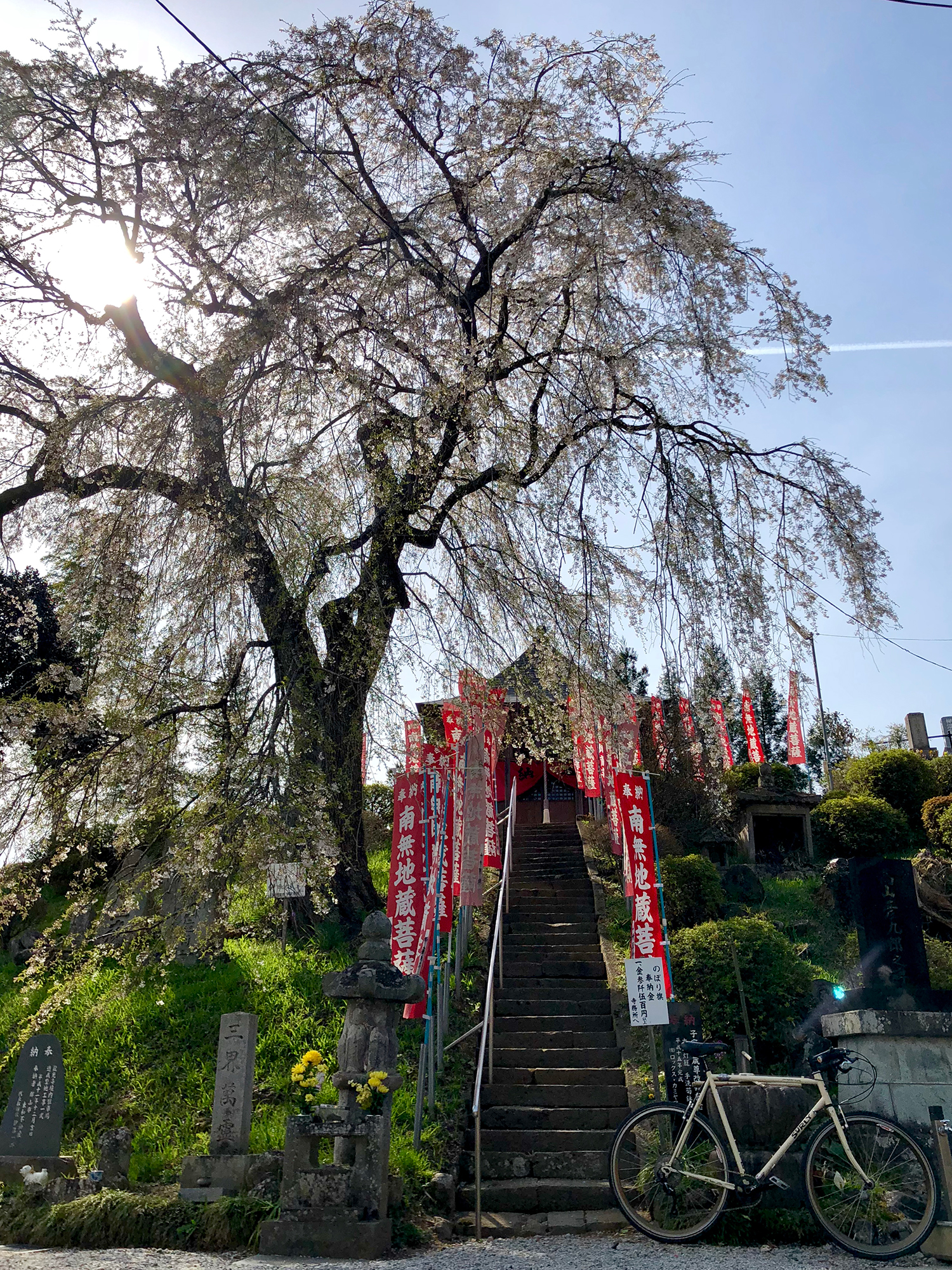 龍光寺の桜