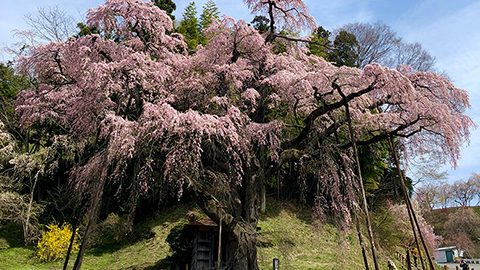 自転車でお花見へ！福島県郡山で「一本桜」をめぐる自転車旅
