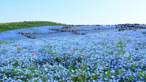 国営ひたち海浜公園［読者投稿記事］