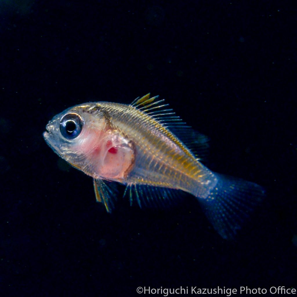 今、空前の「稚魚」ブーム!?人気急上昇中の海の生き物 | 海・川・カヌー 【BE-PAL】キャンプ、アウトドア、自然派生活の情報源ビーパル