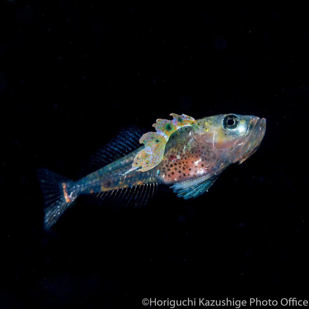 今、空前の「稚魚」ブーム!?人気急上昇中の海の生き物 | 海・川・カヌー 【BE-PAL】キャンプ、アウトドア、自然派生活の情報源ビーパル
