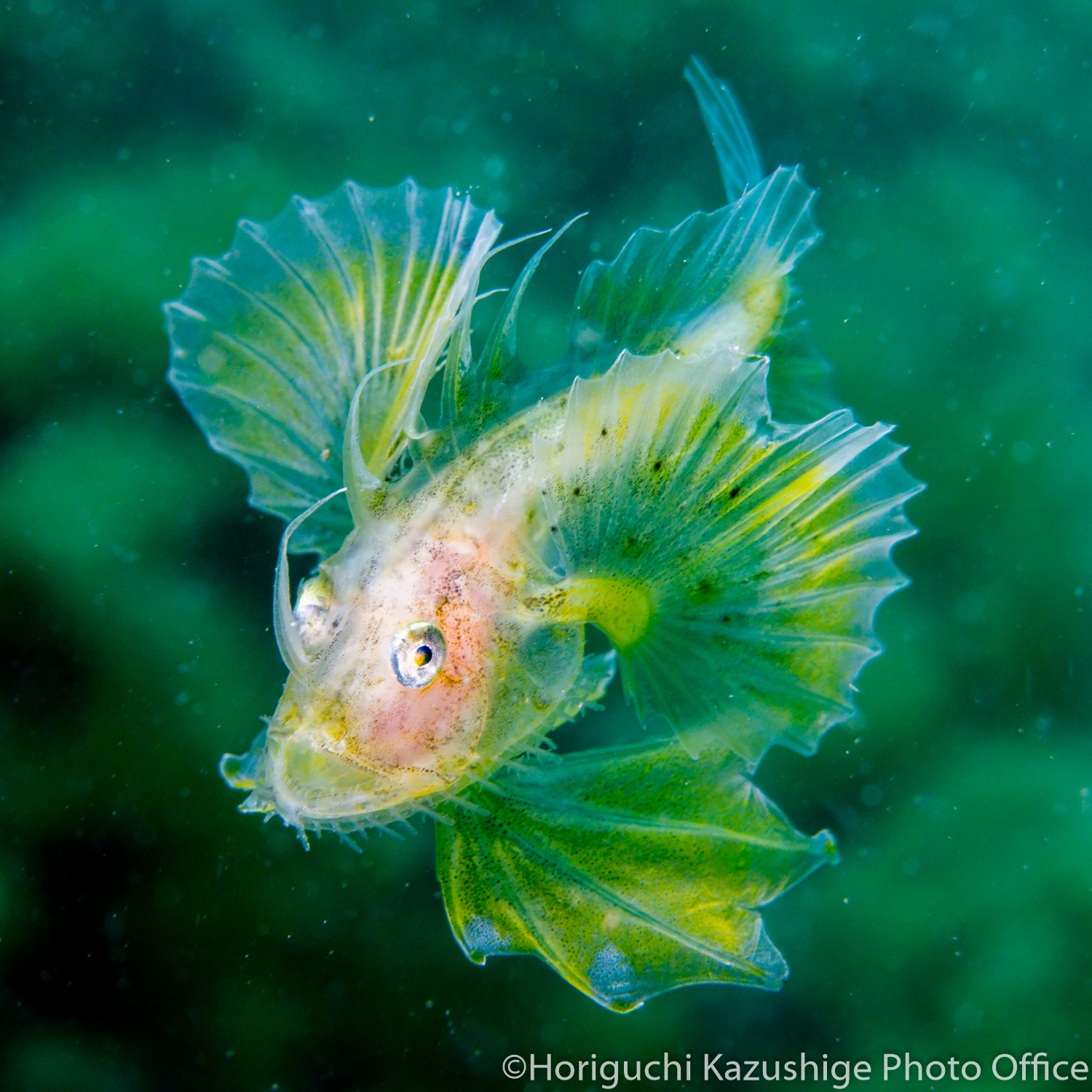 今 空前の 稚魚 ブーム 人気急上昇中の海の生き物 Be Pal