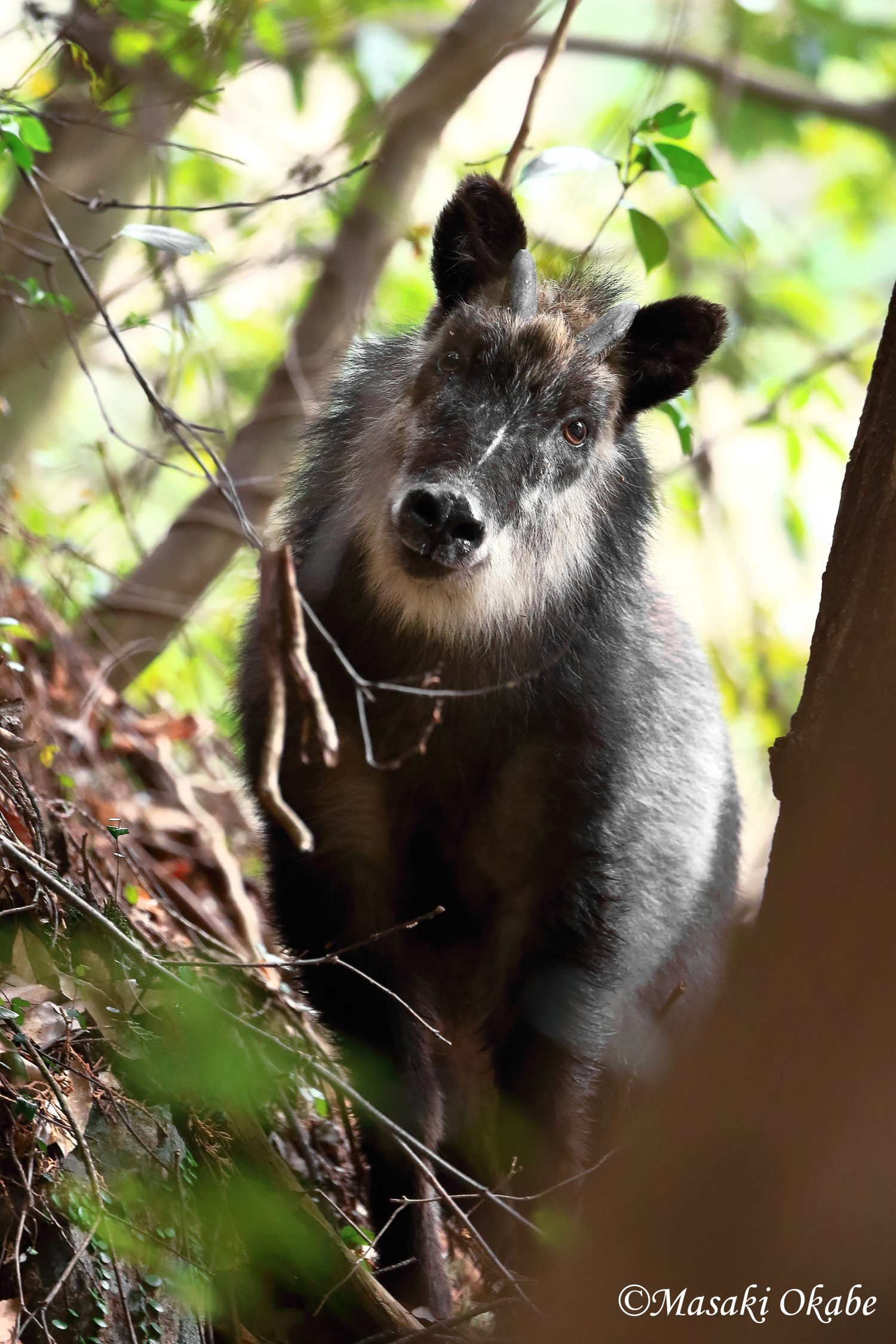 アウトドアで野生動物と出くわしてしまったら 初心者でもできる対処法 Be Pal