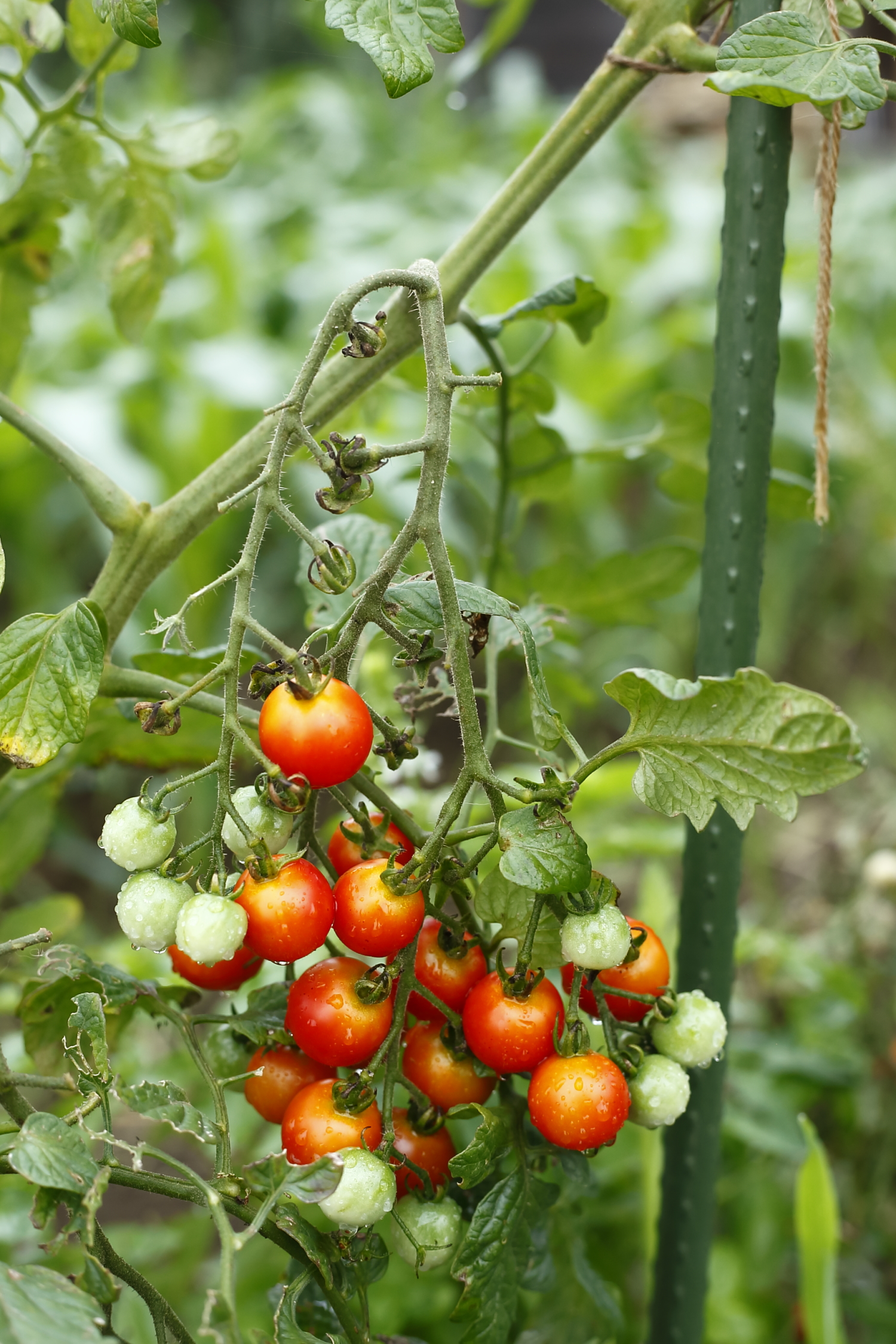 この春始める家庭菜園 失敗しないトマトの育て方 農業 ガーデニング Be Pal キャンプ アウトドア 自然派生活の情報源ビーパル