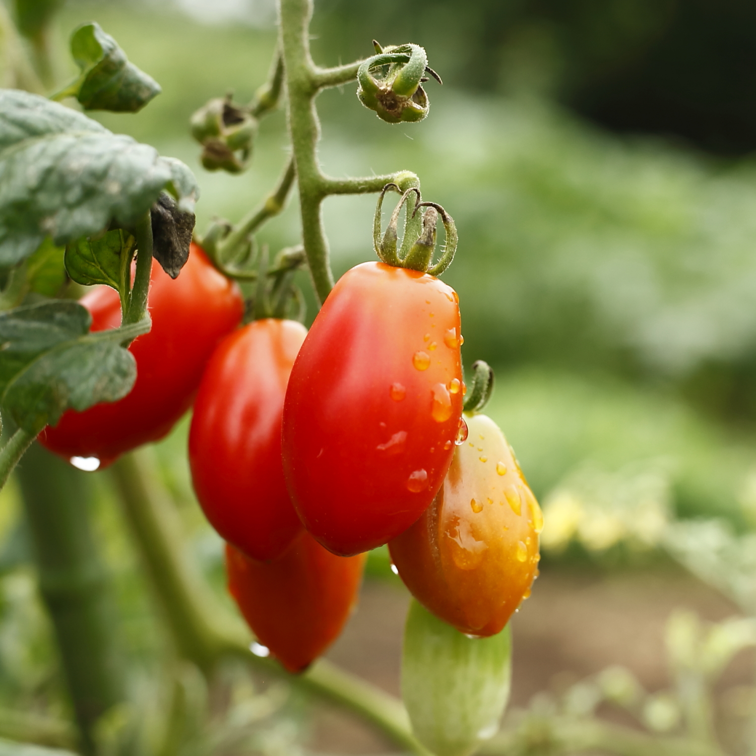 この春始める家庭菜園 失敗しないトマトの育て方 農業 ガーデニング Be Pal キャンプ アウトドア 自然派生活の情報源ビーパル