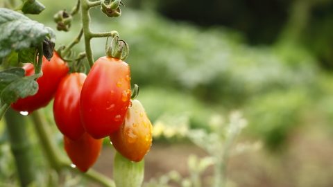 この春始める家庭菜園。失敗しないトマトの育て方。