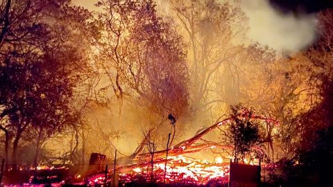 オーストラリア森林火災の現場でみた、驚くべき、自然の生命力とは？